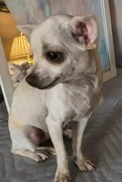 Star Dust , a female Chihuahua for sale in Lebanon, MO – Photo 1 of 7