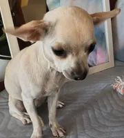 Star Dust , a female Chihuahua for sale in Lebanon, MO – Photo 2 of 7