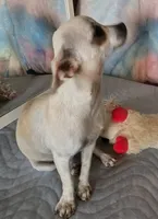 Star Dust , a female Chihuahua for sale in Lebanon, MO – Photo 4 of 7