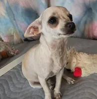 Star Dust , a female Chihuahua for sale in Lebanon, MO – Photo 3 of 7