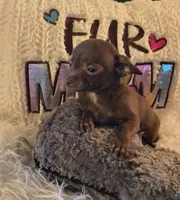 Franky, a male Chihuahua for sale in Lebanon, MO – 5 of 6