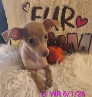 Rosie, a female Chihuahua for sale in Lebanon, MO – 4 of 6