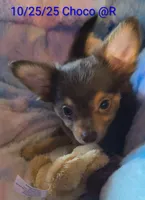 Duke, a male Chihuahua for sale in Lebanon, MO – Photo 3 of 6