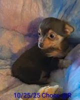 Duke, a male Chihuahua for sale in Lebanon, MO – Photo 5 of 6