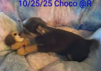 Duke, a male Chihuahua for sale in Lebanon, MO – Photo 4 of 6