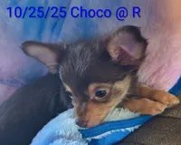 Duke, a male Chihuahua for sale in Lebanon, MO – Photo 1 of 6