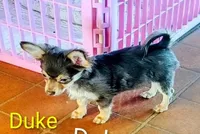 Duke, a male Chihuahua for sale in Lebanon, MO – Photo 6 of 6