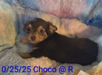 Duke, a male Chihuahua for sale in Lebanon, MO – Photo 2 of 6