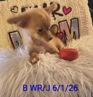 Alto- LC, a male Chihuahua for sale in Lebanon, MO – 3 of 5