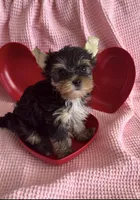 KHAI, a female Yorkshire Terrier for sale in Riverview, FL – Photo 1 of 2