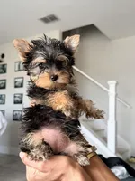 KHAI, a female Yorkshire Terrier for sale in Riverview, FL – Photo 2 of 2