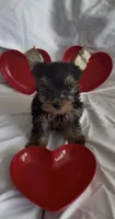 Sammy, a male Yorkshire Terrier for sale in Riverview, FL – Photo 1 of 4