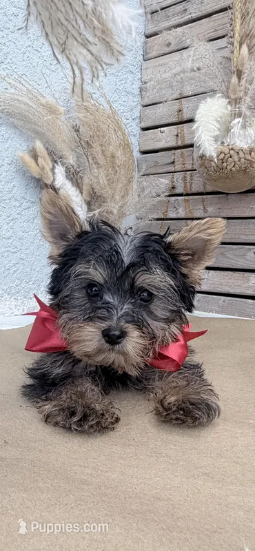 Sammy – Yorkshire Terrier puppy for sale in Riverview, FL