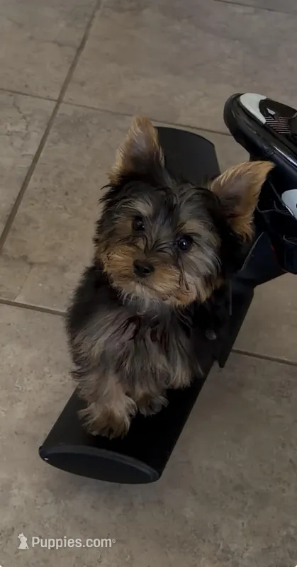 Sammy – Yorkshire Terrier puppy for sale in Riverview, FL