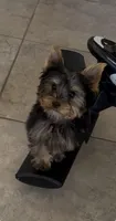 Sammy, a male Yorkshire Terrier for sale in Riverview, FL – Photo 1 of 2