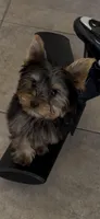 Sammy, a male Yorkshire Terrier for sale in Riverview, FL – Photo 2 of 2