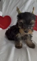 Sammy, a male Yorkshire Terrier for sale in Riverview, FL – Photo 3 of 4