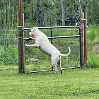 Oso, a male Dogo Argentino for sale in Lake City, FL – Photo 2 of 7