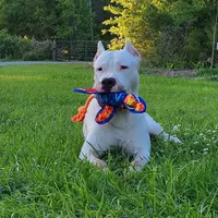 Oso, a male Dogo Argentino for sale in Lake City, FL – Photo 1 of 7