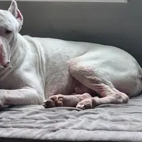 Oso, a male Dogo Argentino for sale in Lake City, FL – Photo 4 of 7