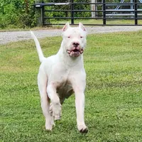 Oso, a male Dogo Argentino for sale in Lake City, FL – Photo 3 of 7