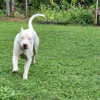 Oso, a male Dogo Argentino for sale in Lake City, FL – Photo 5 of 7