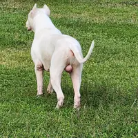 Oso, a male Dogo Argentino for sale in Lake City, FL – Photo 6 of 7