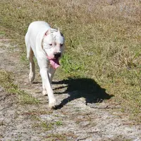 Oso, a male Dogo Argentino for sale in Lake City, FL – Photo 7 of 7