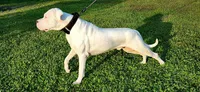 AKC show quality UKC CHAMP, a female Dogo Argentino for sale in Lake City, FL – Photo 7 of 10