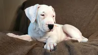 AKC show quality UKC CHAMP, a female Dogo Argentino for sale in Lake City, FL – Photo 3 of 10