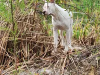 AKC show quality UKC CHAMP, a female Dogo Argentino for sale in Lake City, FL – Photo 10 of 10