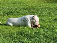 AKC show quality UKC CHAMP, a female Dogo Argentino for sale in Lake City, FL – Photo 9 of 10