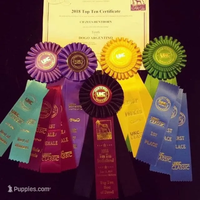 AKC show quality UKC CHAMP, a female Dogo Argentino for sale in Lake City, FL – Photo 1 of 10