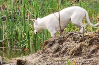 AKC show quality UKC CHAMP, a female Dogo Argentino for sale in Lake City, FL – Photo 8 of 10