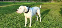 AKC show quality UKC CHAMP, a female Dogo Argentino for sale in Lake City, FL – Photo 6 of 10