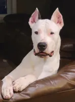 Alba, a female Dogo Argentino for sale in Lake City, FL – Photo 6 of 8