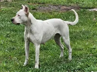 Alba, a female Dogo Argentino for sale in Lake City, FL – Photo 8 of 8