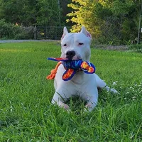 Top quality female (AKC ), a female Dogo Argentino for sale in Lake City, FL – Photo 8 of 9