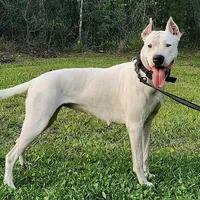 Top quality female (AKC ), a female Dogo Argentino for sale in Lake City, FL – Photo 2 of 9
