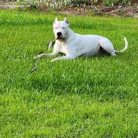 Top quality female (AKC ), a female Dogo Argentino for sale in Lake City, FL – Photo 9 of 9