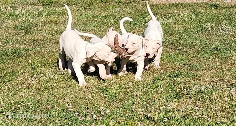 Top quality female (AKC )