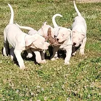 Top quality female (AKC ), a female Dogo Argentino for sale in Lake City, FL – Photo 1 of 9