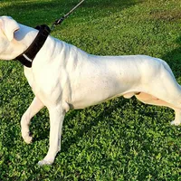 Top quality female (AKC ), a female Dogo Argentino for sale in Lake City, FL – Photo 3 of 9
