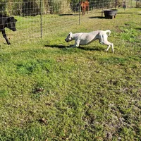 Top quality female (AKC ), a female Dogo Argentino for sale in Lake City, FL – Photo 7 of 9