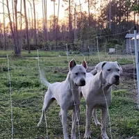 Top quality female (AKC ), a female Dogo Argentino for sale in Lake City, FL – Photo 4 of 9