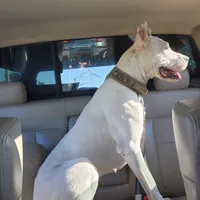 Top quality female (AKC ), a female Dogo Argentino for sale in Lake City, FL – Photo 6 of 9