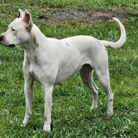 Top quality female (AKC ), a female Dogo Argentino for sale in Lake City, FL – Photo 5 of 9