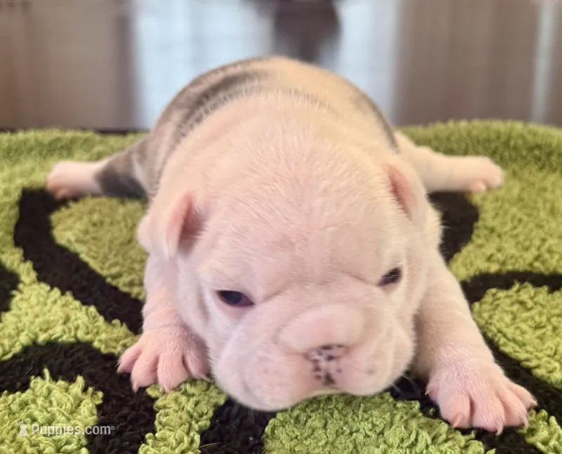 Koiya – French Bulldog puppy for sale in Atlanta, GA