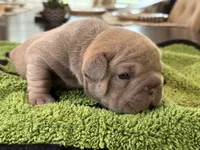 Tyler, a male French Bulldog for sale in Atlanta, GA – 5 of 6