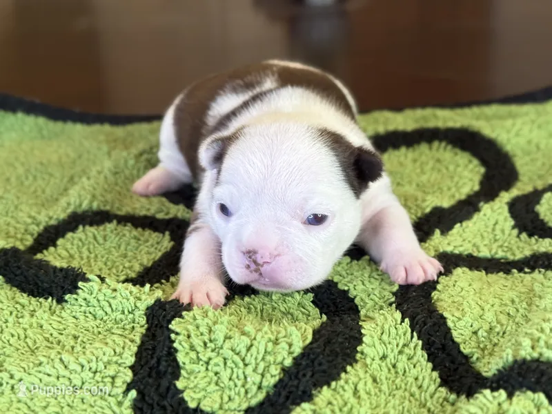Sinatra – French Bulldog puppy for sale in Atlanta, GA